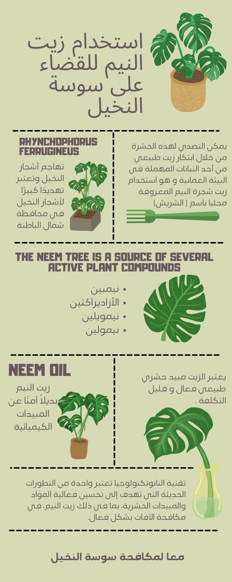 القضاء على سوسة النخيل باستخدام أحد النباتات العمانية المهملة